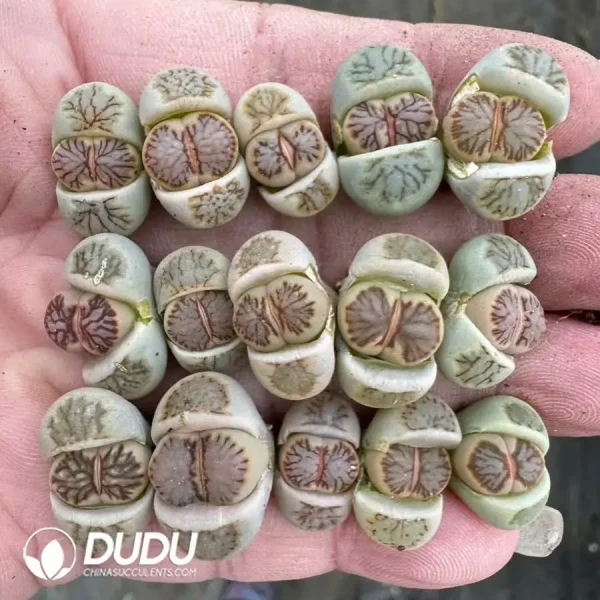 1756124631-1743558674-e201.webp Lithops Naiju - Image 1