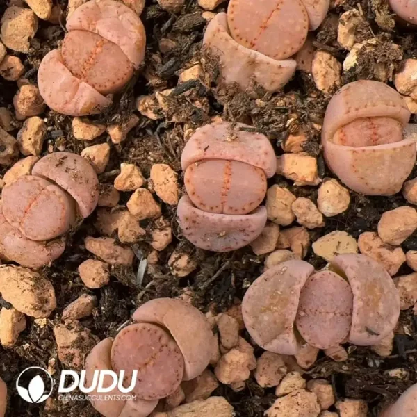 1756124633-1743558682-e201.webp Lithops C171 - Image 1