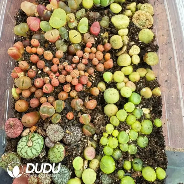 1756124634-1743558688-e201.webp Conophytum Mixed collocation (5-6 varieties/box) - Image 1