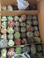 Echeveria 54pcs blind box