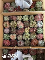 Echeveria 54pcs blind box - Image 2