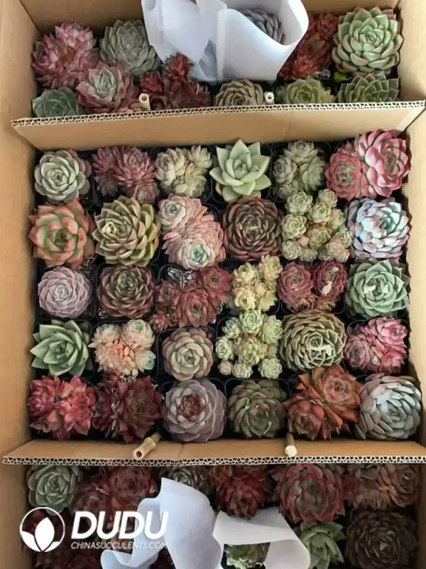 Echeveria 54pcs blind box - Image 2