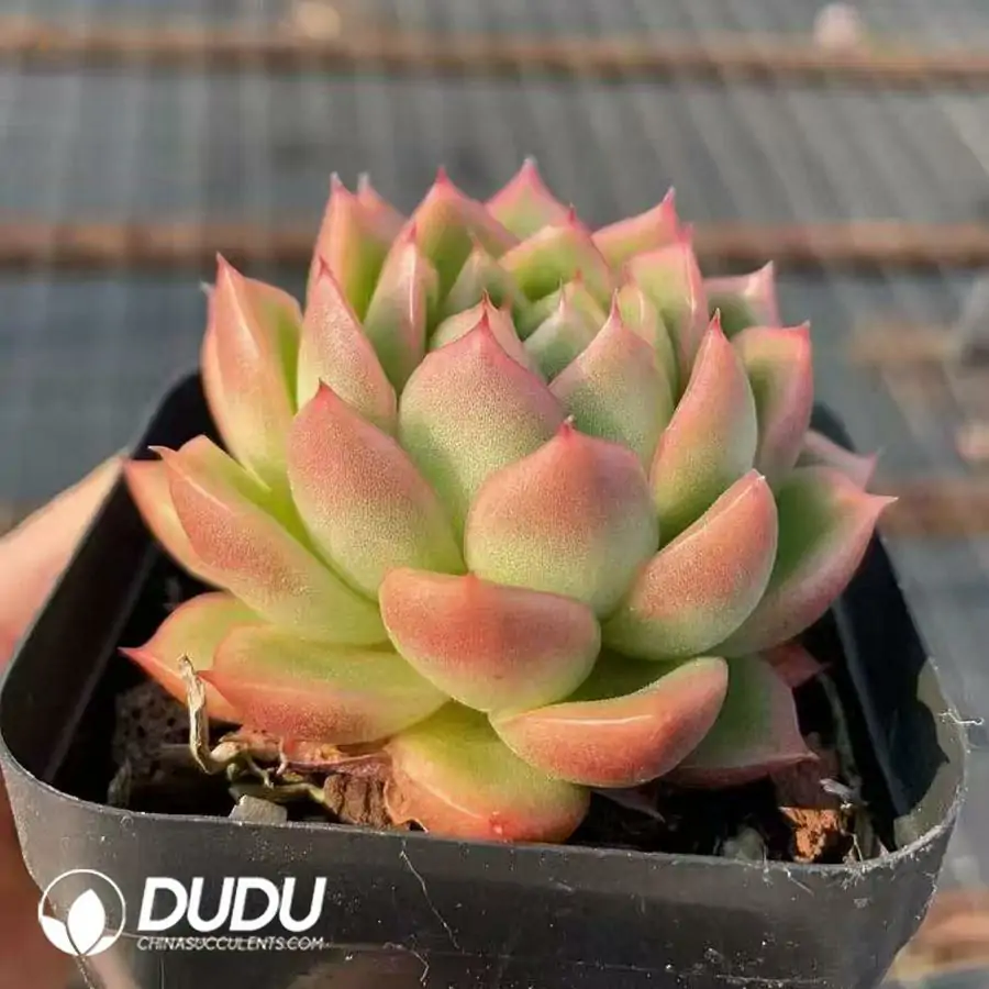 1756124659-1743559234-e201.webp 54pcs Echeveria Gold Jade Cup - Image 1