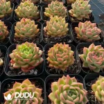 54pcs Echeveria Gold Jade Cup - Image 2