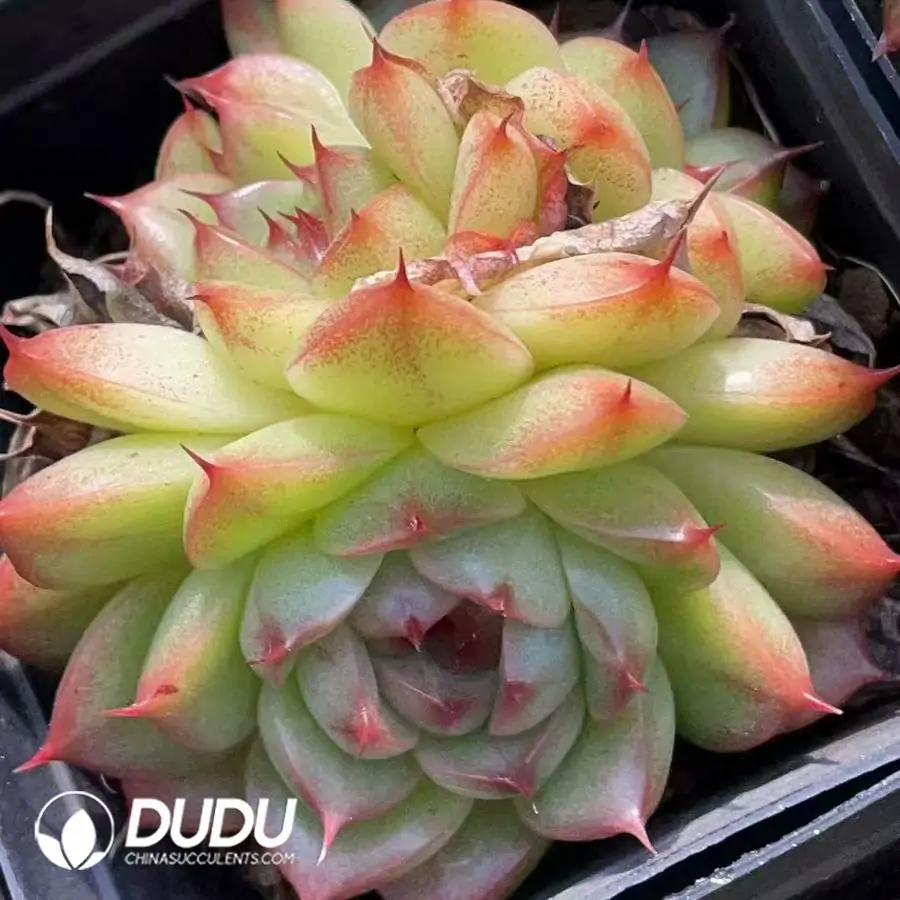 1756124661-1743559241-e201.webp 54pcs Echeveria Sugar heart Malgan uble heads Clustering randomly - Image 1