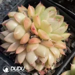 54pcs Echeveria Sugar heart Malgan uble heads Clustering randomly - Image 2