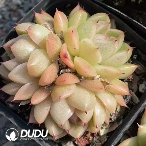 54pcs Echeveria Sugar heart Malgan uble heads Clustering randomly - Image 2