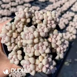 35pcs Graptopetalum Mendozae Clustering