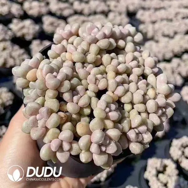 35pcs Graptopetalum Mendozae Clustering - Image 2
