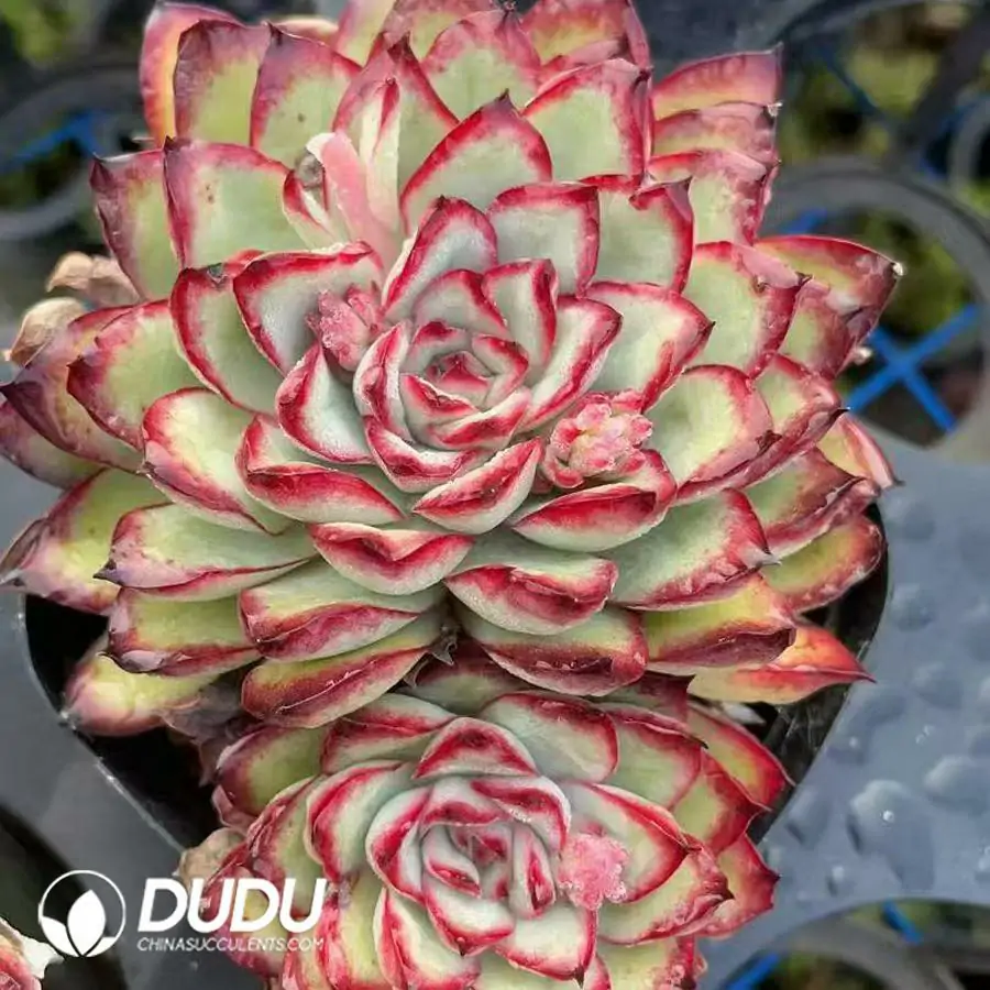 1756124670-1743559265-e201.webp 54pcs Echeveria pulidonis Double Head - Image 1