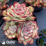 54pcs Echeveria pulidonis Double Head - Image 2