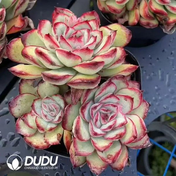 54pcs Echeveria pulidonis Double Head - Image 2