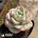 54pcs Echeveria Puff Small pile