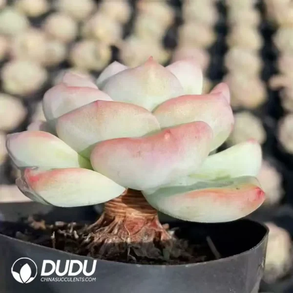 54pcs Echeveria Puff Small pile - Image 2