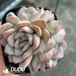 54pcs Echeveria Snow grapefruituble Head and Clustering random send