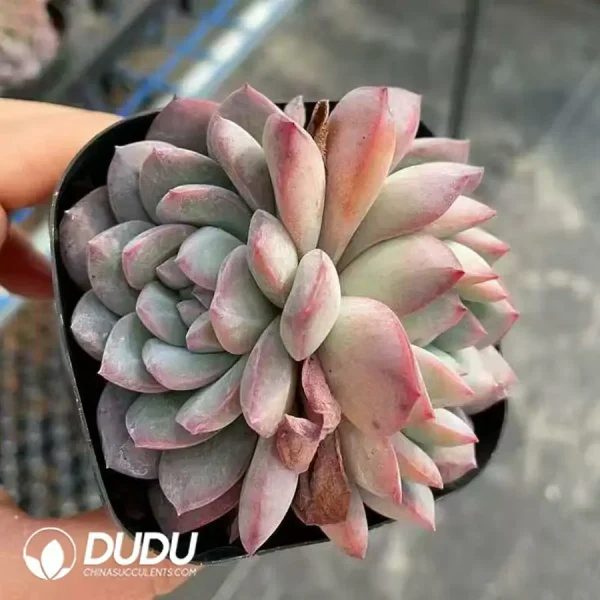 54pcs Echeveria Snow grapefruituble Head and Clustering random send - Image 2