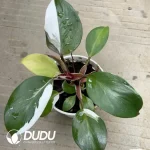 $1.9/pc White Knight Philodendron seedling(100Pcs)