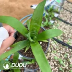 $3.7/pc Zebra bromeliad seedlings(100Pcs)