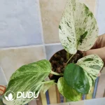 $5.6/pc Marble Philodendron seedling(100Pcs)