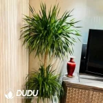 $0.4/pc Dracaena aubryana Seedlings(100Pcs)