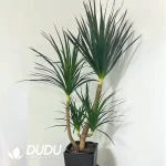 $0.4/pc Dracaena fragransPremium Seedling(100Pcs)