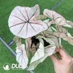 $0.6/pc Caladium bicolorPink Princess Seedling(100Pcs)