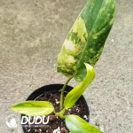$3.7/pc Philodendron Domesticum Variegata Seedling(100Pcs)