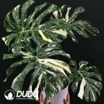 $3.7/pc Codiaeum Variegatum Seedling(100Pcs)