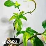 $11/pc Philodendron Beauty Variegated Seedling(100Pcs)
