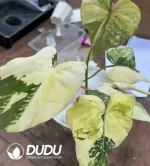$38.6/pc Bright Pulse Seedling(50Pcs)