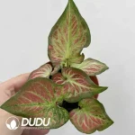 $0.6/pc Marbled Beef and Coleus Seedling(100Pcs)