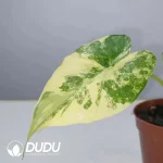 $1.9/pc Alocasia Macrorrhiza Variegated Seedling(100Pcs)
