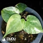 $214.3/pc Anthurium Clarinervium Variegated Seedling(50Pcs)