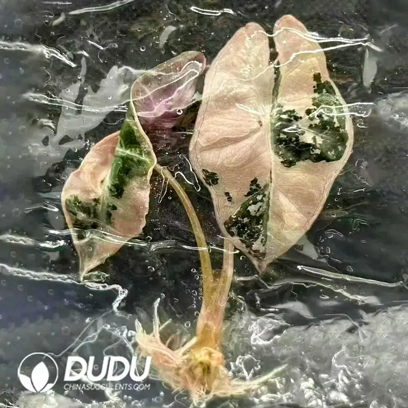 1756124783-1743647388-e201.webp $321.4/pc Alocasia Nobilis Variegated Seedling(50Pcs) - Image 1