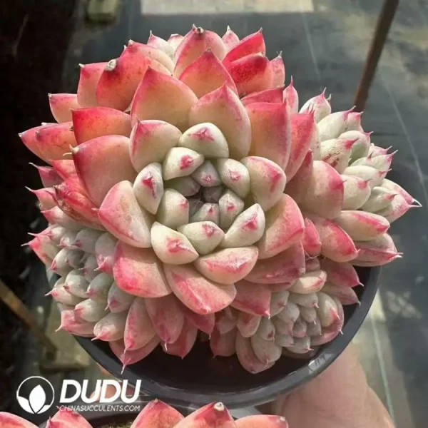 1756124849-1743660769-e201.webp Echeveria Beauty Clustering - Image 1