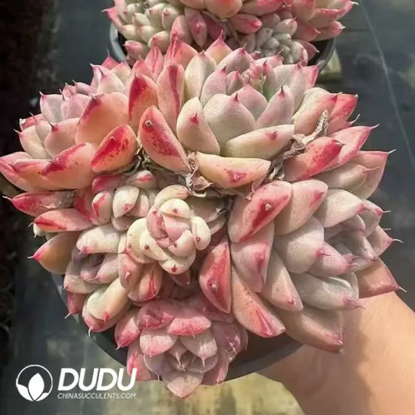 1756124850-1744364923-e202.webp Echeveria Beauty Clustering - Image 2