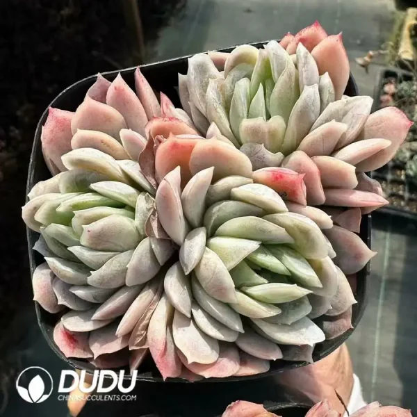 Echeveria Rasberry Ice Clustering - Image 1