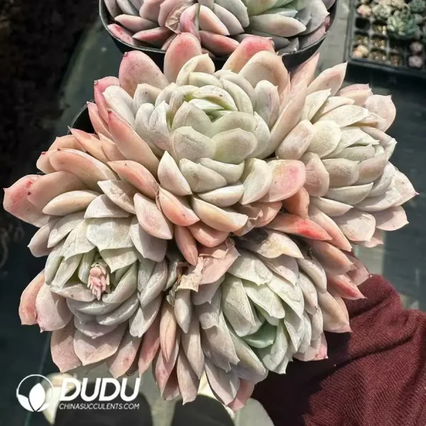 Echeveria Rasberry Ice Clustering - Image 2