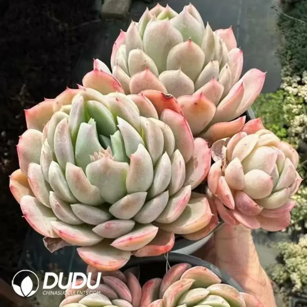 Echeveria Twin Berry Clustering - Image 2