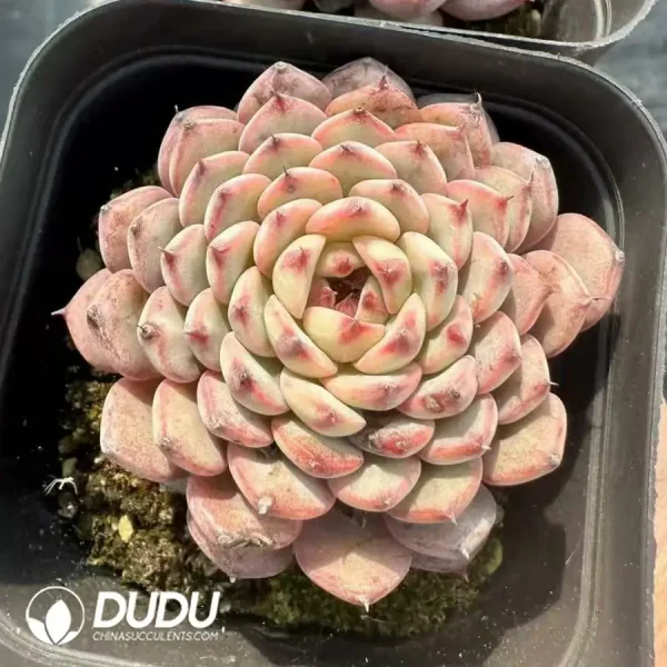 1756124859-1744364901-e202.webp Echeveria Blue Minima - Image 2
