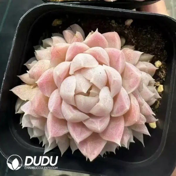 Echeveria Elegans Clustering - Image 1