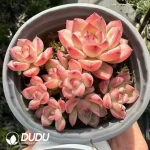 Echeveria Nightingale Clustering