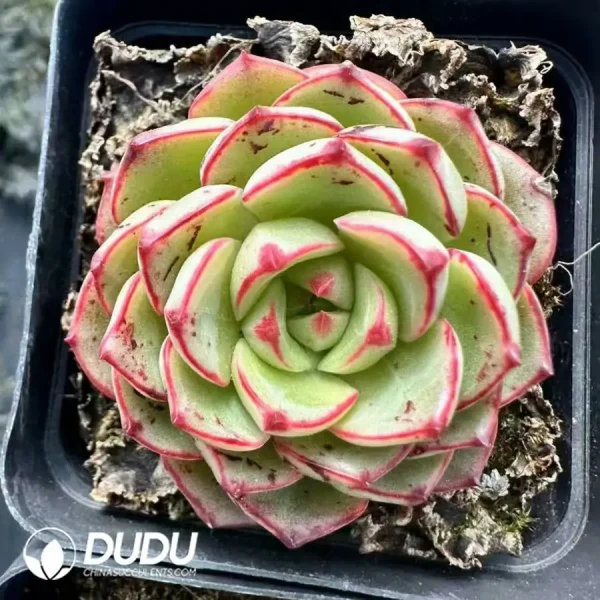 1756124867-1743660879-e201.webp Echeveria Magic Fire - Image 1