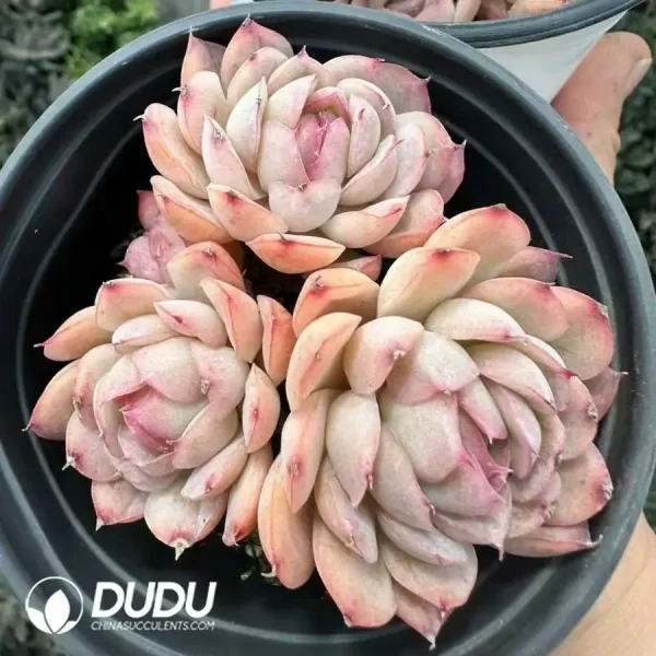 1756124869-1743660887-e201.webp Echeveria Strawberry Ice Clustering - Image 1