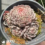 Echeveria sp. Pinwheel Clustering