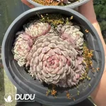 Echeveria sp. Pinwheel Clustering - Image 2