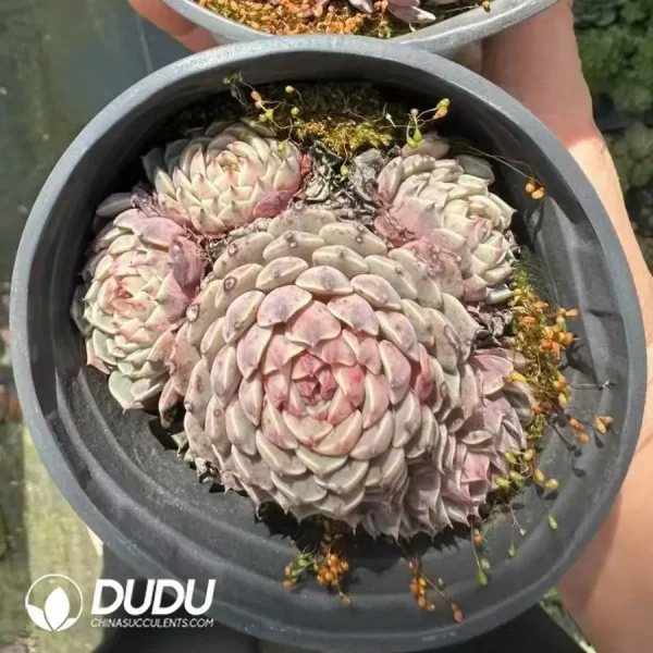 1756124872-1744365241-e202.webp Echeveria sp. Pinwheel Clustering - Image 2