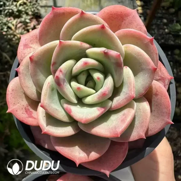 1756124875-1743660916-e201.webp Echeveria Xiang Fei - Image 1