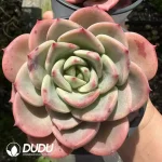 Echeveria Xiang Fei - Image 2