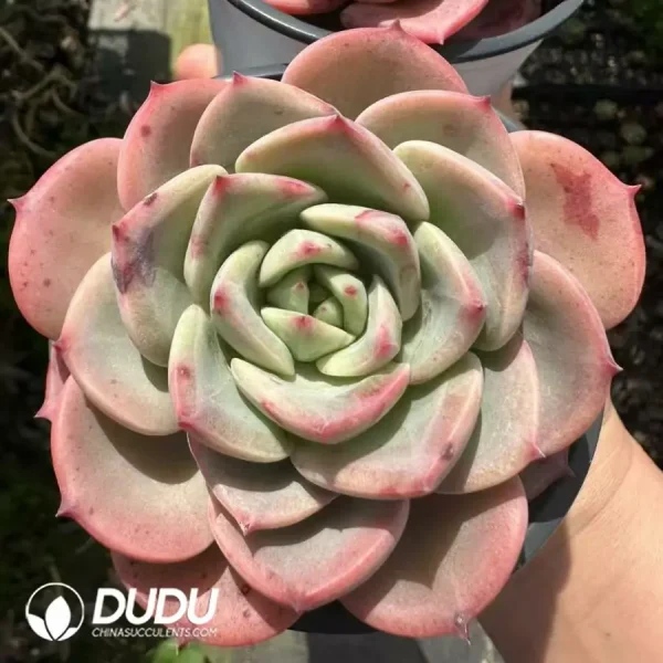 Echeveria Xiang Fei - Image 2